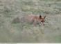 Renard roux&#129418;