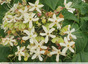 Arbustes fleuris