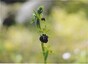 Ophrys de mars