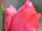 Une fausse chenille sur des rosiers