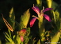 Une petite fleur rose - Oeillet