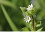 Des fleurs blanches discrètes