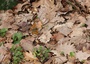 Le Tircis (Pararge aegeria)