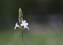 Verveine sauvage