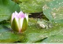 Grenouilles vertes&#128056; et Nénuphars