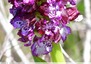 Orchis pourpre