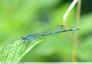 Agrion jouvencelle