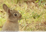 Lapin de garenne (Oryctolagus cuniculus)