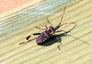 Punaise américaine ou punaise du pin (Leptoglossus occidentalis)