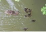 Famille de canards colverts ( Anas platyrhynchos )