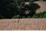 Chevreuil &#129420;