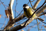 Mésange charbonnière