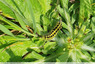 Chenille