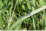 Agrion bleu