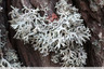 Lichen fruticuleux