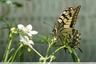 Machaon