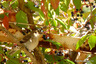Gobemouche noir