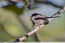 Mésange ou orite à longue queue