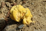 Polypore soufré