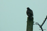Buse variable