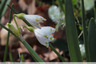 Clochettes blanches