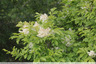 Arbuste blanc