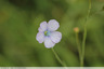 Fleurs bleues
