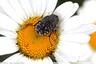 Coléo dans les marguerites