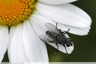 Mouche