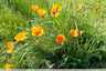 Touffe orangée