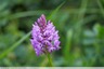 Orchis pyramidal au jardin