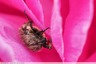 La vie en rose