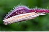 Crambus