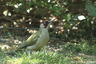 Monsieur et madame pic-vert