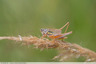 Decticelle bariolée