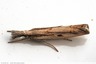 Crambidae