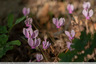 Cyclamen