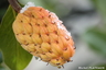 Sous la neige, fruits de magnolia