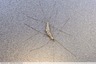 Tipules