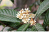 Floraison tardive