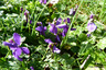 Violettes du jardin