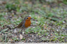Rouge gorge