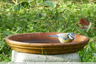 Mésange bleue