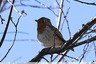 Rouge gorge