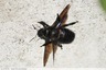 Abeille charpentière