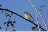 Moineau