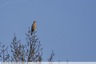 Rapace