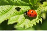 Coccinelle