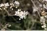 Prunus
