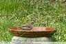 Moineau domestique